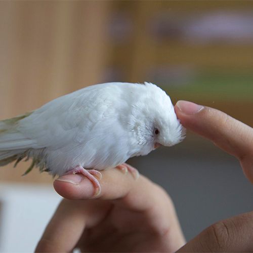 Pet Budgie